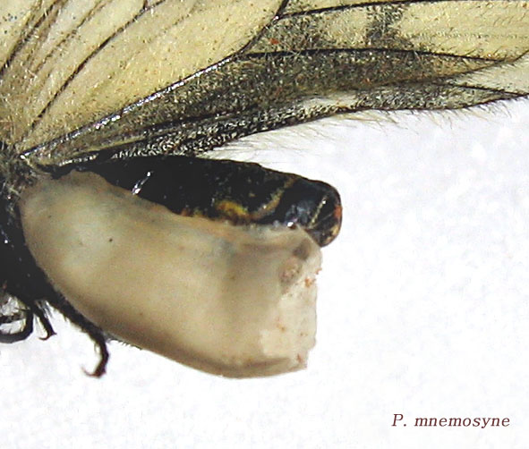 La Parnassius mnemosyne in Sicilia (Lep., Papilionidae)